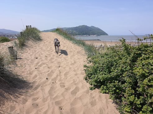 walk-stile-free-King-Charles-Coast-Path-nr-minehead.jpg