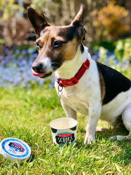 jubilee-cafe-Scoop_s_Ice_Cream_for_Dogs_600x600.jpeg