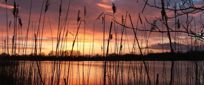 Westhay Moor National Nature Reserve