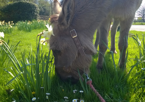 Ferne Animal Sanctuary
